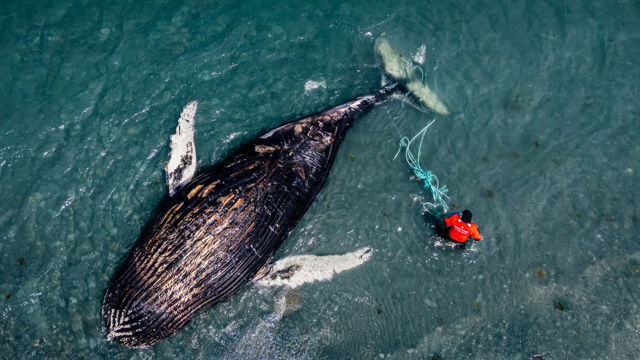 Fisheries Officer Removing Rope from Deceased Whale on Spaniards Bay