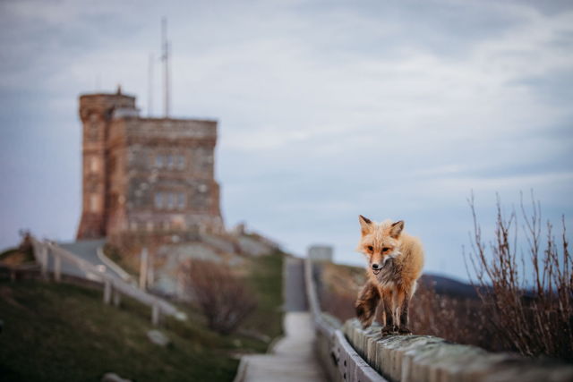 On the Fence