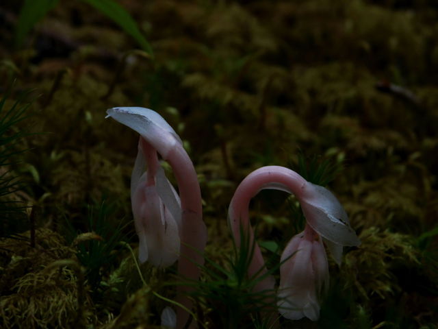 Pink ghost pipe
