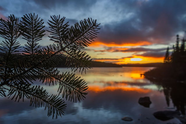 Sprucy Sunset Redux