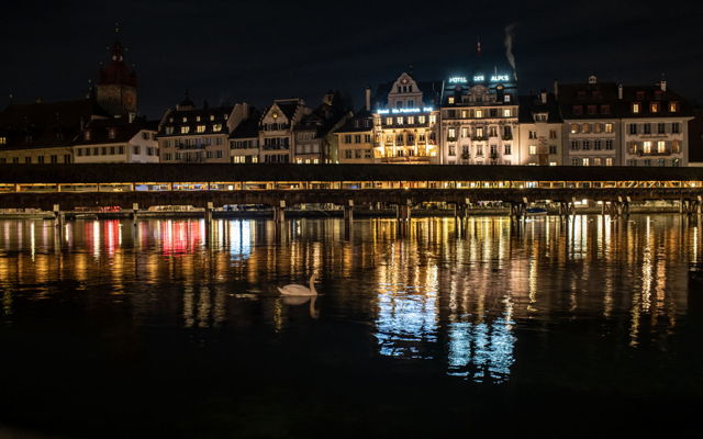 A lonely swan in Luzern