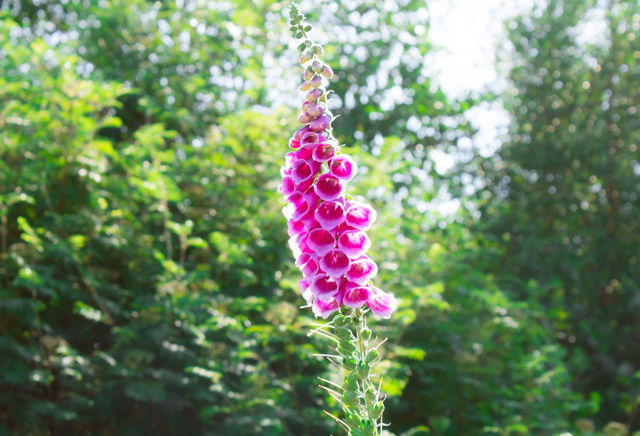 Foxglove