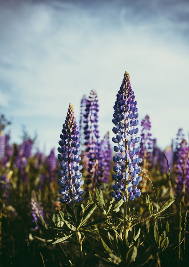 Lupins in Bloom