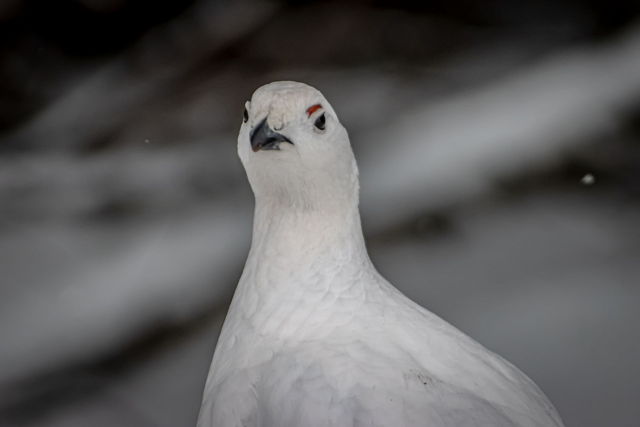 Judgement of a Snow Chicken