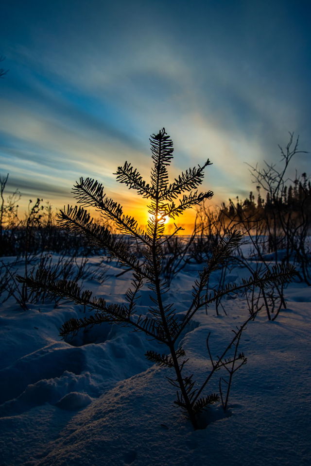 Evergreen Sunrise