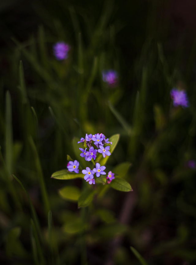 Beauty in Bloom II