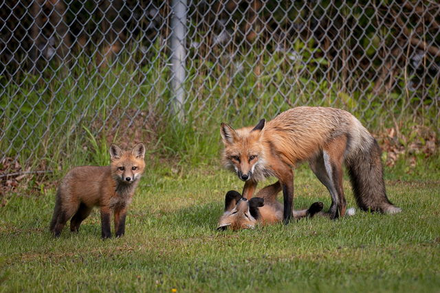 Playing with Dad
