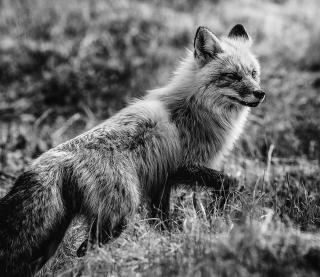 Red Fox Black and White