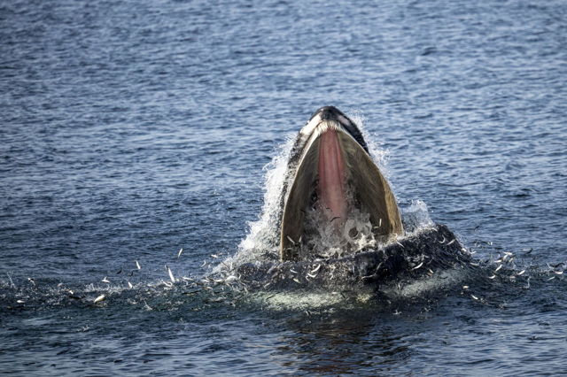 Hungry Humpback