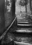 Steps into the Mist