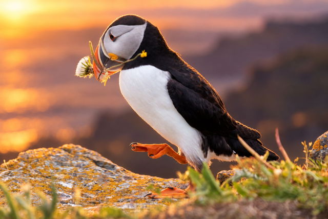 Puffin at Sunset