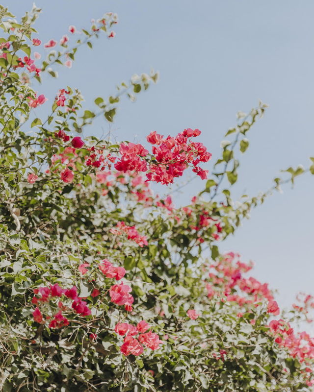 Grecian Bougainvillea II