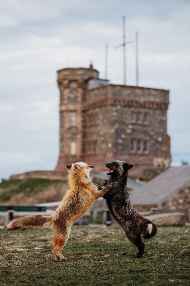 The Fox Trot