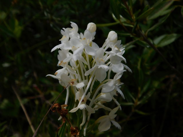 White fringed orchid