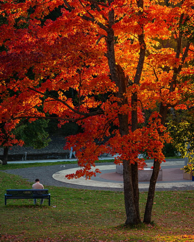 Autumn Serenity A Quiet Moment Beneath the Fall Trees