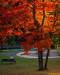 Autumn Serenity A Quiet Moment Beneath the Fall Trees