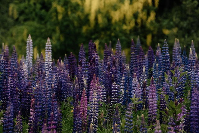 Field of Lupins