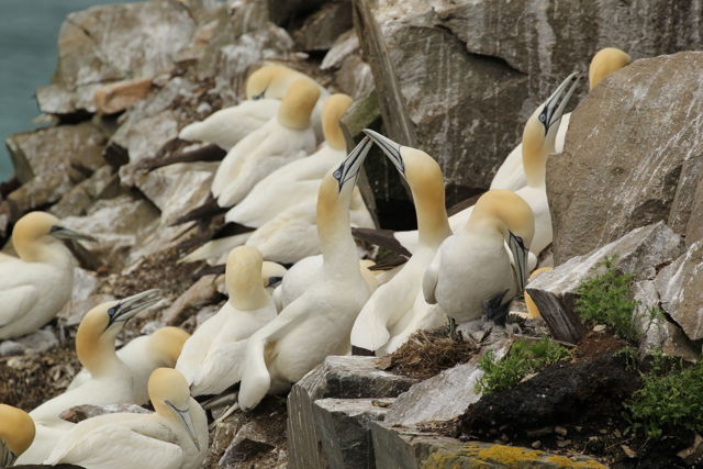 Gannets At Cape St. Mary's