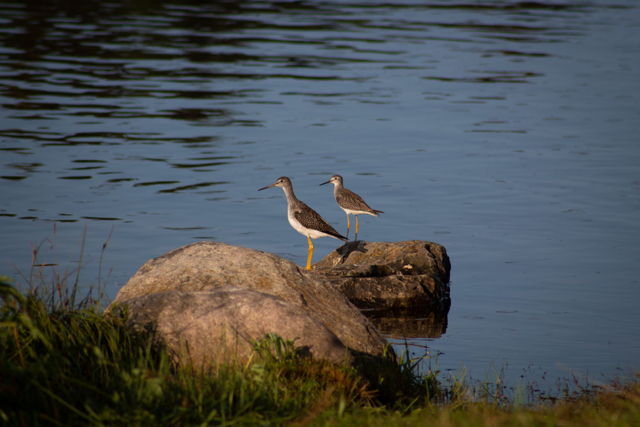 Greater yellow legs and lesser yellow legs