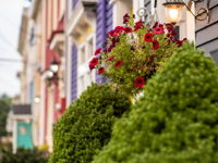 Summer on Gower Street