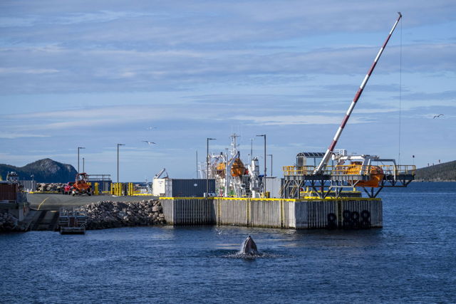 Humpback day in Holyrood
