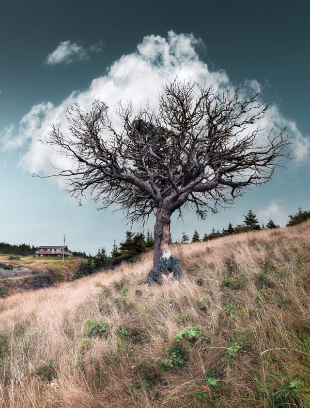 Dozing under an Old Spruce