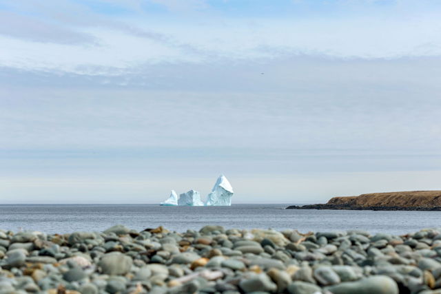 Ferryland Giant