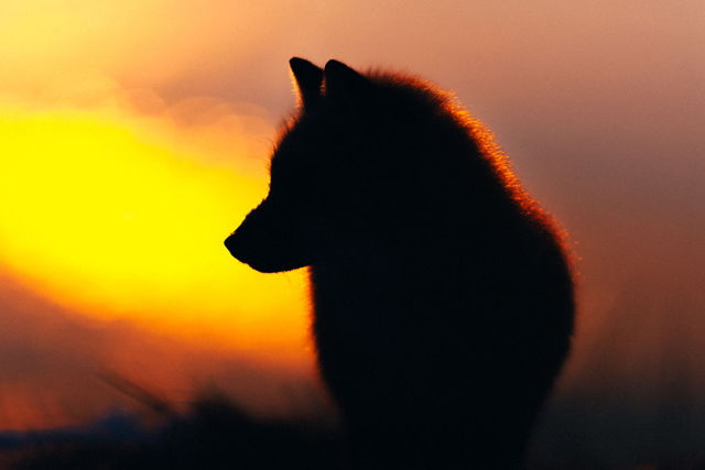 Warm Glow - Fox Sunrise Silhouette