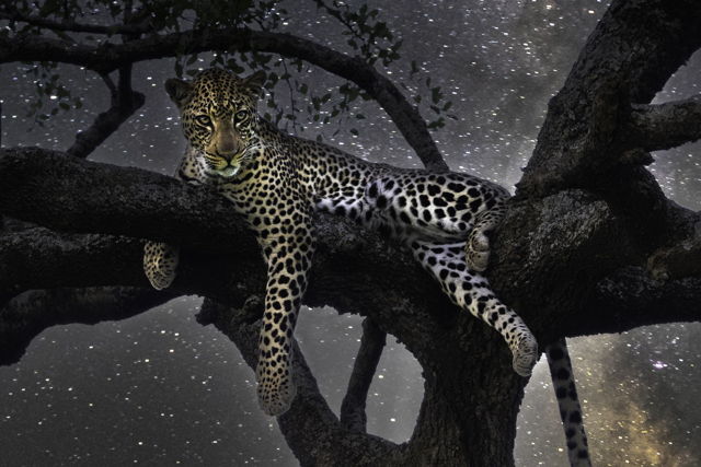 Leopard Under Stars