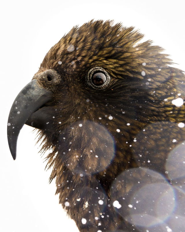 Kea Close Up