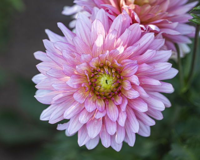 In Full Bloom