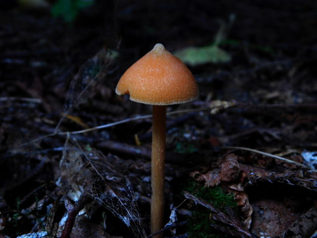 Salmon Entoloma