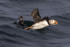 Fly Puffin Fly