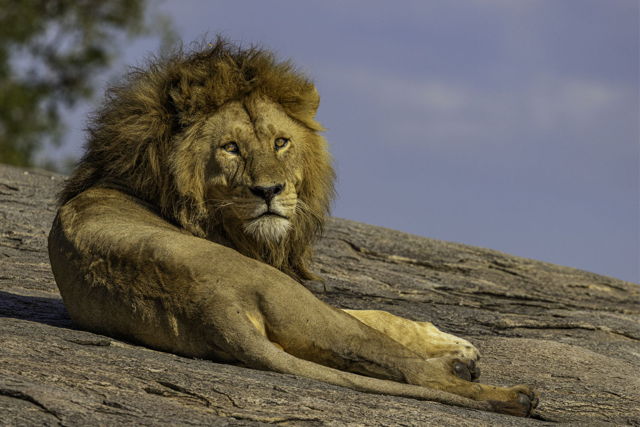 Male Lion Resting On Kopjes In Tanzania