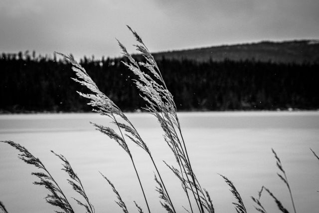 Snow and Grass