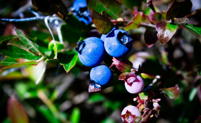 For the Picking