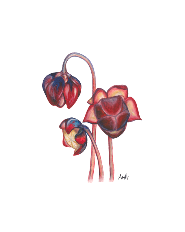 Newfoundland's Flower - Pitcher Plant