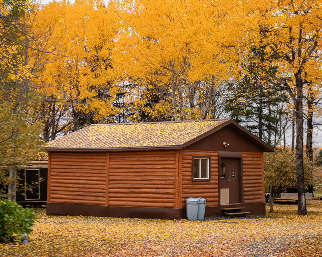 Rustic Log Cabin Surrounded by Golden Autumn Trees