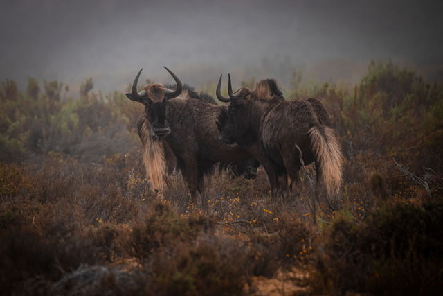 Black Wildebeest