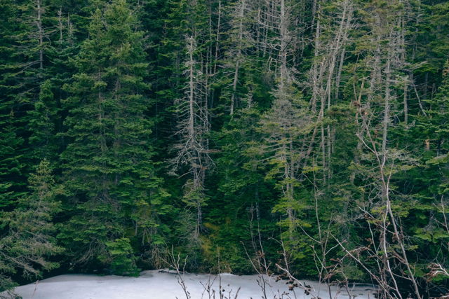 Forest Wall