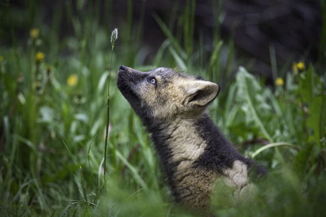 Fox Kit Exploring