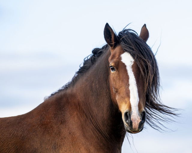 Kelsey's Horse
