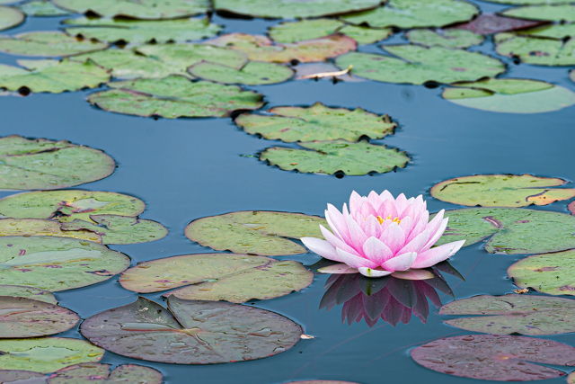 Lily