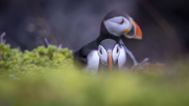 Among the Moss