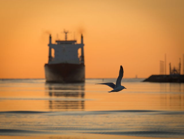 Seagull greets Oceanex Sanderling