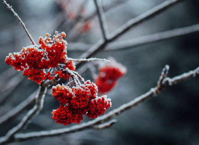 Dogberries in December