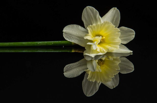Reflection, Daffodil Face