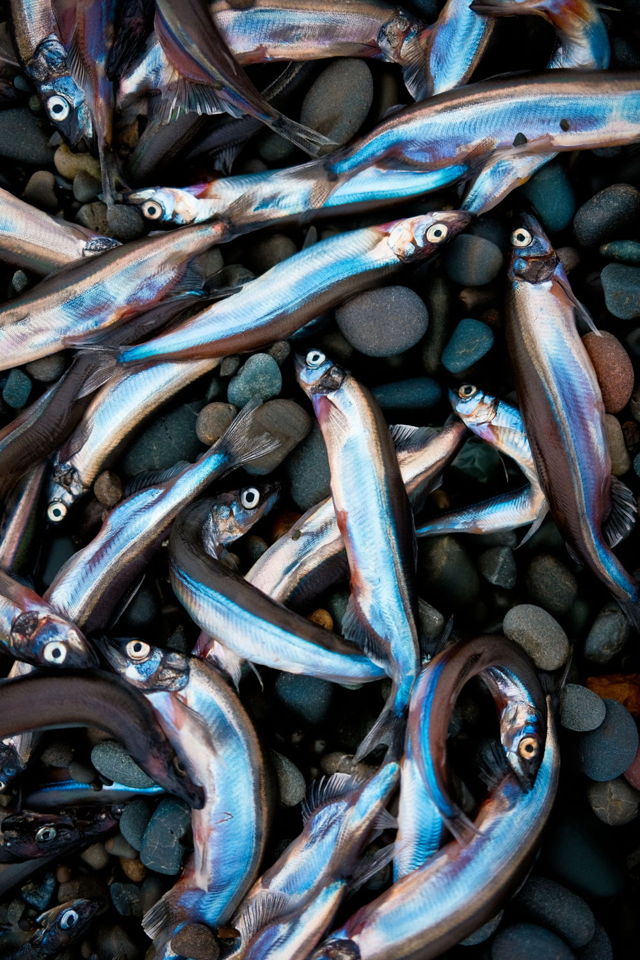 Capelin