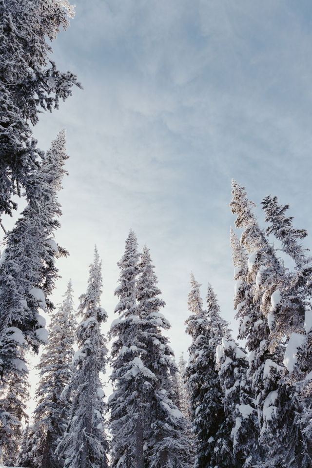 Winter Giants