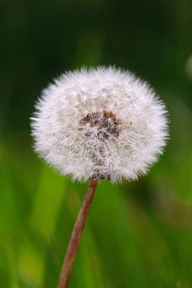 Glimpses of Summer